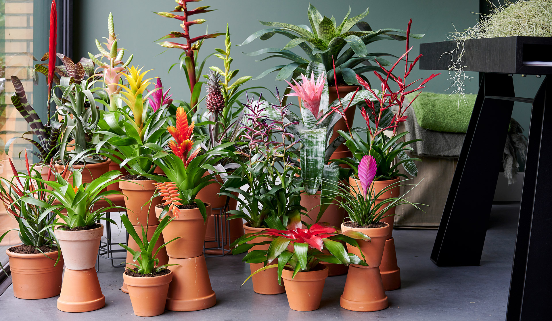 Types Of Bromeliads You Should Grow If You're Into Low-Maintenance Plants