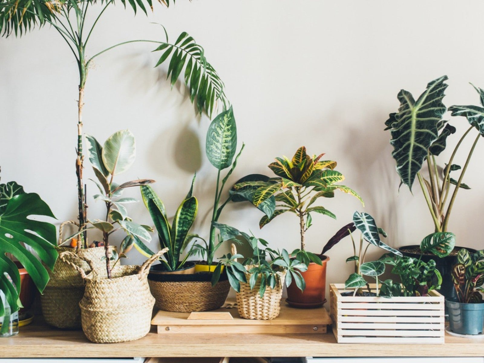 Indoor Vine Plants That'll Look Great In Your Home