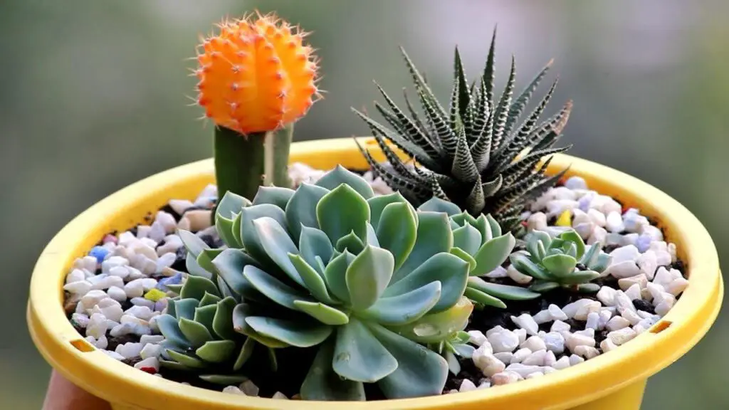 Best Plants For Full Sun