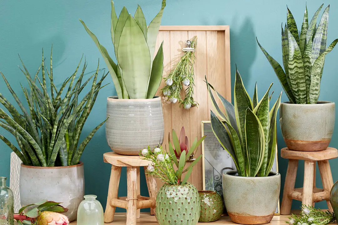 Most Popular Houseplants: Top Picks for Gorgeous Greenery!