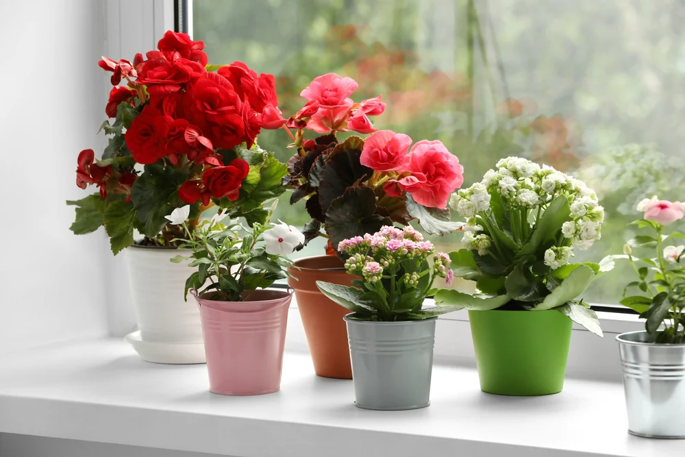 Best Flower Plants