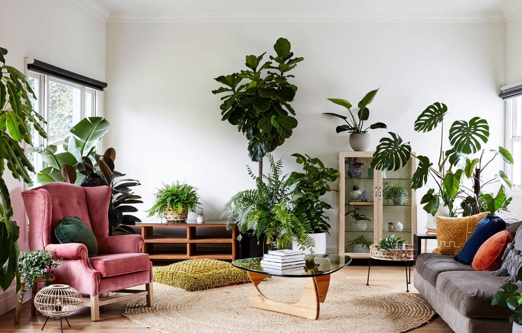 Common Houseplants