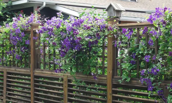 Best Plants For Fence Line