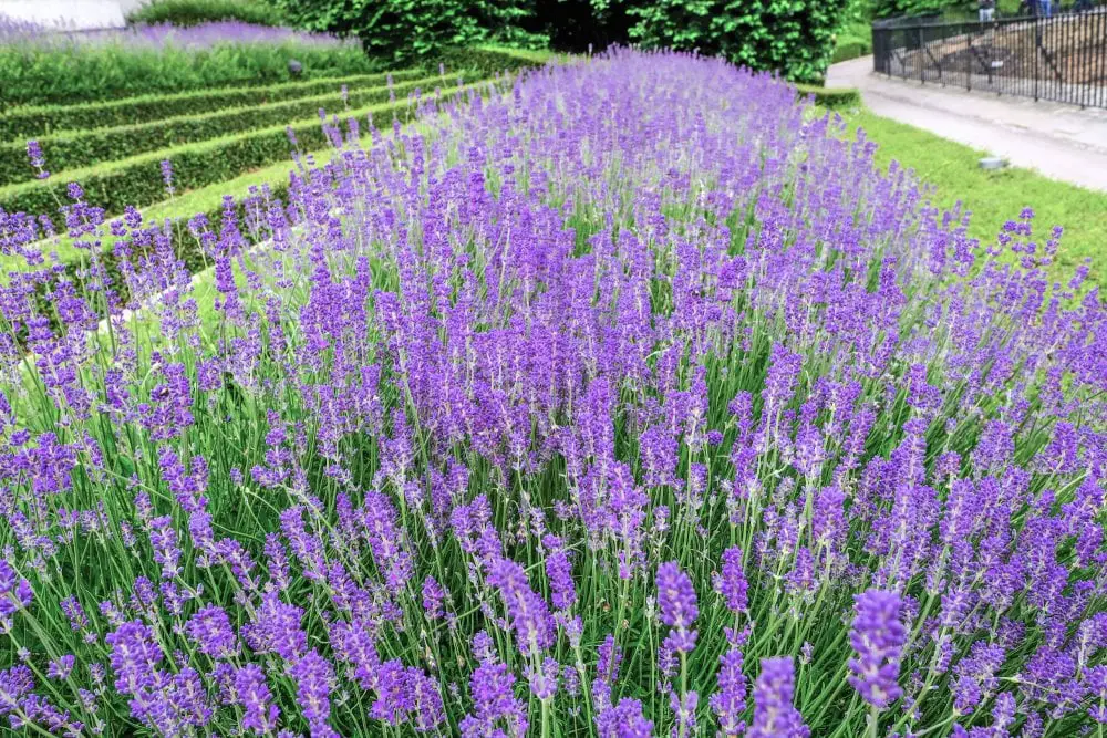 Low-Maintenance Plants For Front Of House