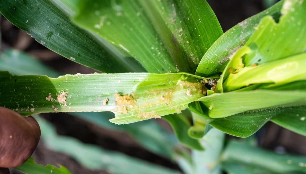 Why Outdoor Plant Leaves Turn Yellow