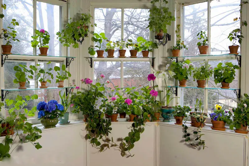Stunning Indoor Flowering Plants to Brighten Your Home Year-Round