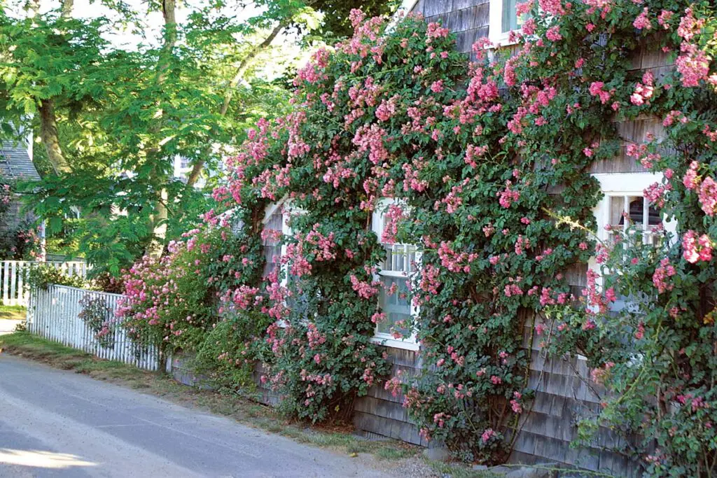 Best Plants For Fence Line