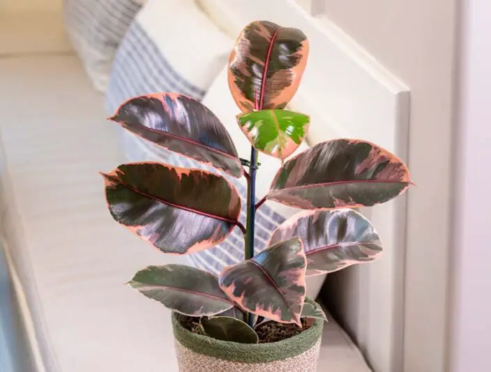 Best Tall Indoor Plants