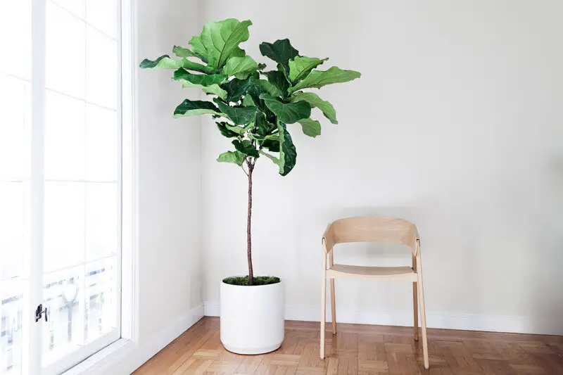 Faux Fiddle Leaf Fig Tree