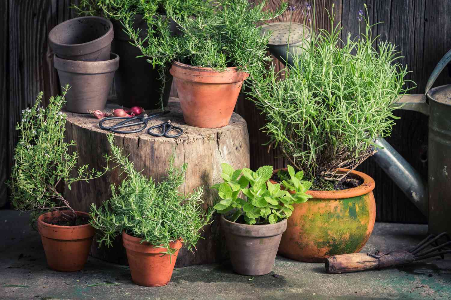 Plants To Keep Bugs Away