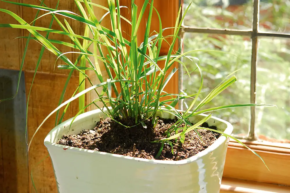 Mosquito Repellent Plants For Your Garden