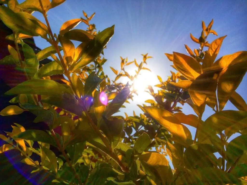 Why Outdoor Plant Leaves Turn Yellow