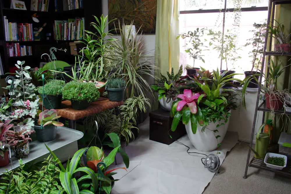 Low Light Hanging Plants