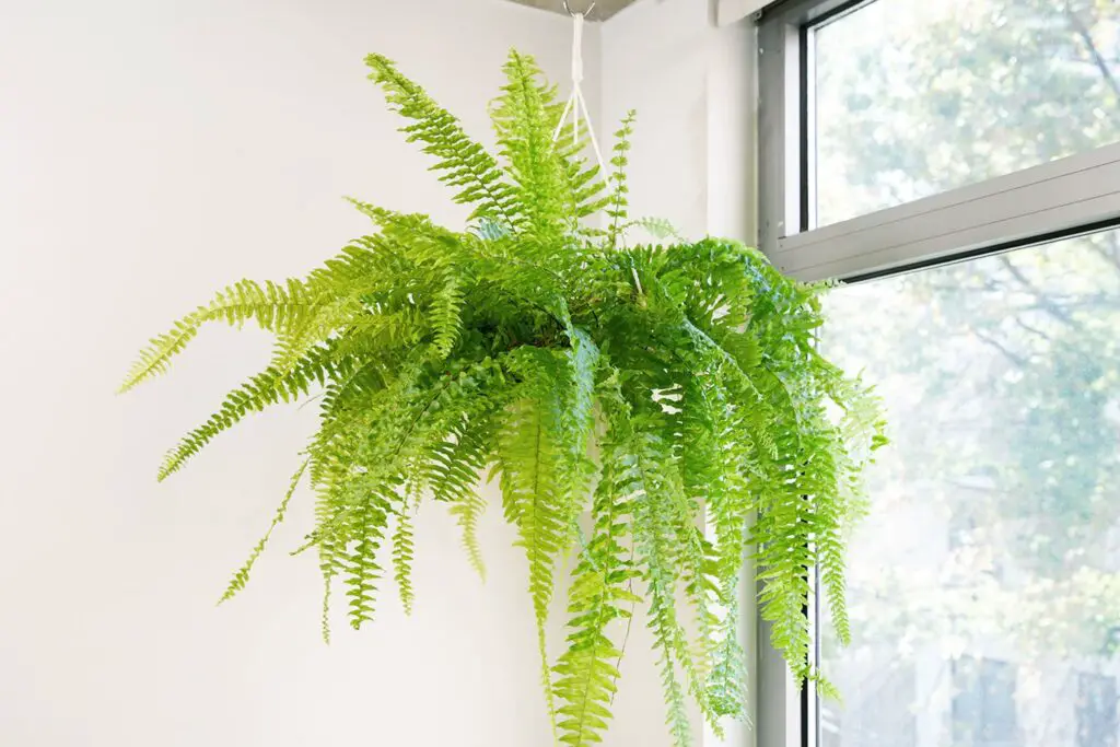 Hanging Plants From Ceiling