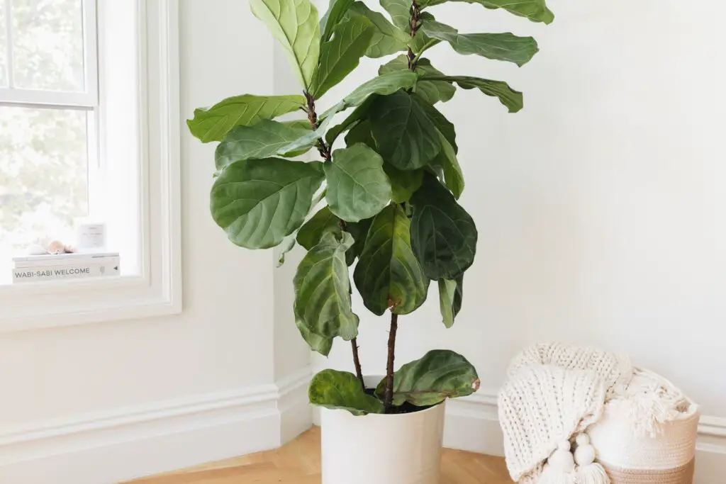 Best Tall Indoor Plants