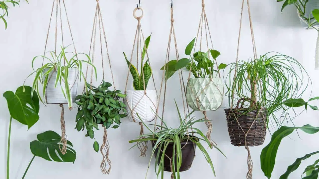 Hanging Plants From Ceiling