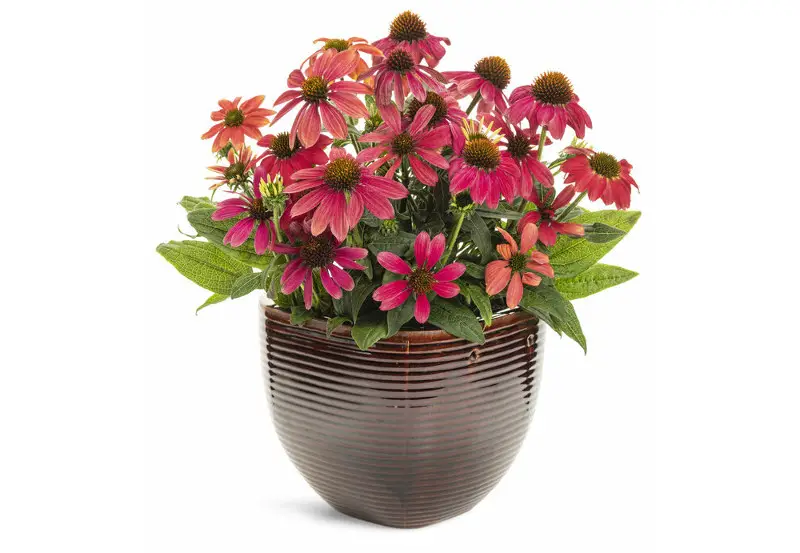 Best Plants For Full Sun