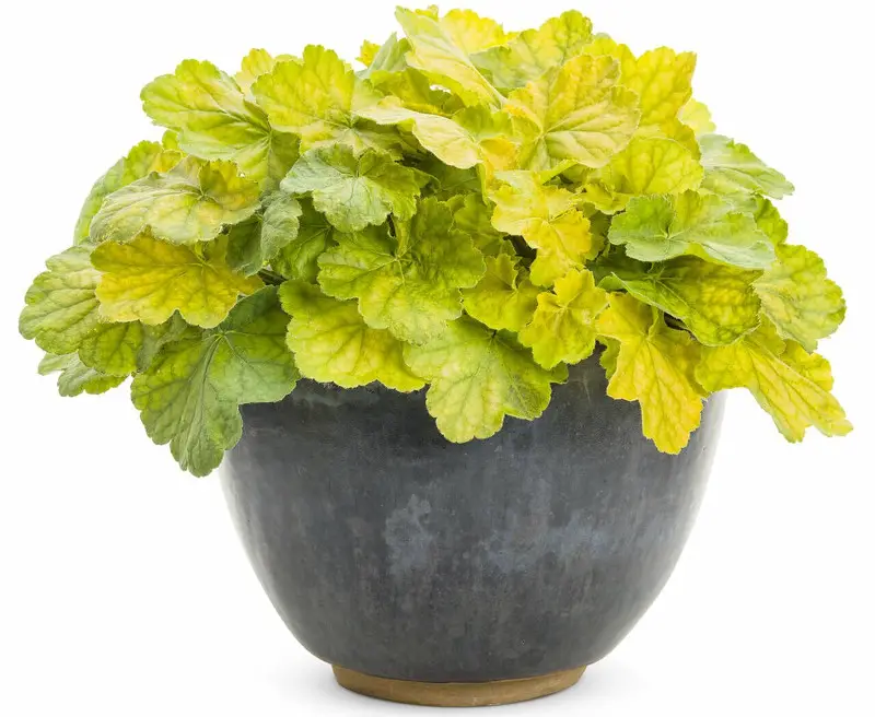 Best Plants For Shade