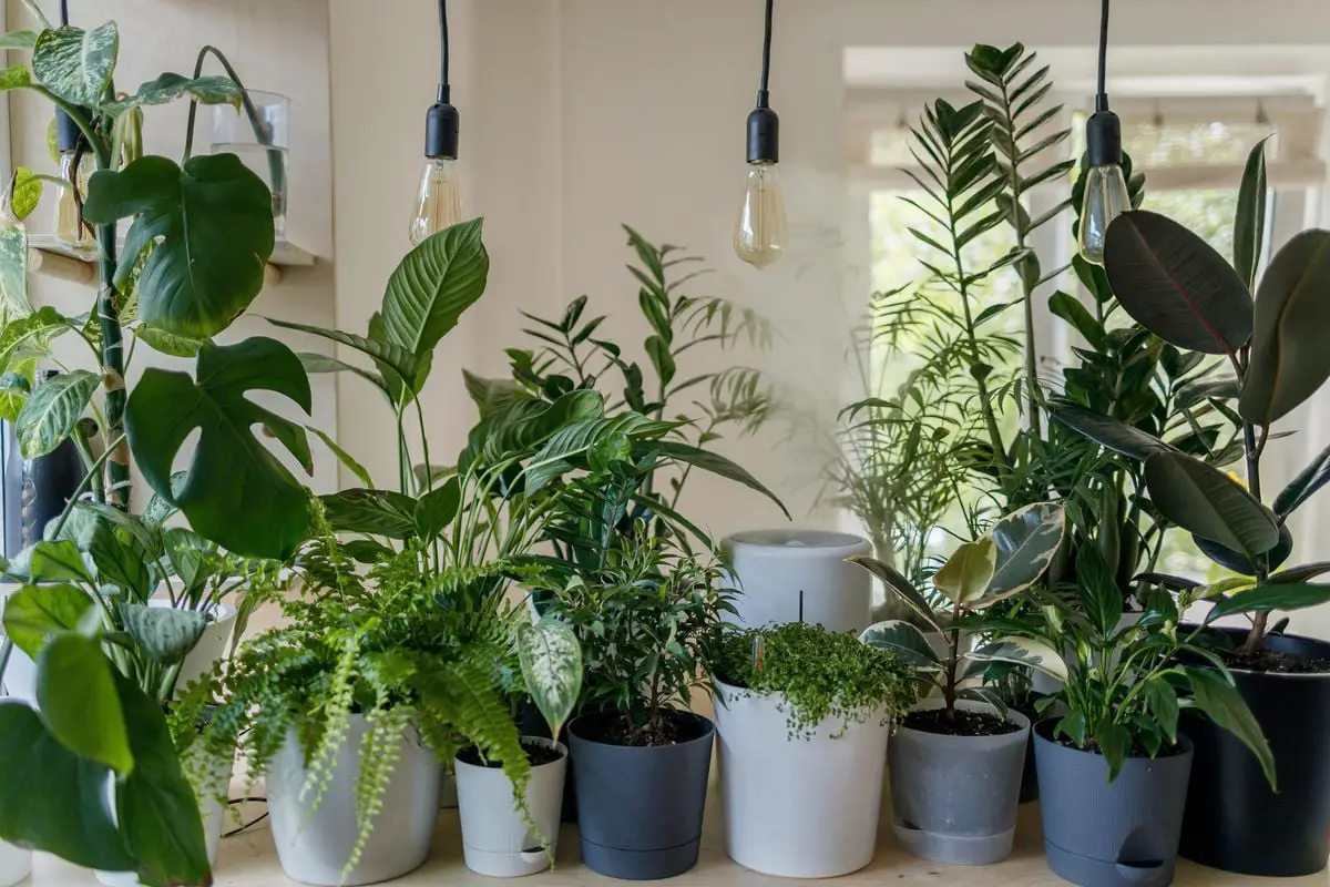 Big-Leaf Plants That Make A Statement In Any Home