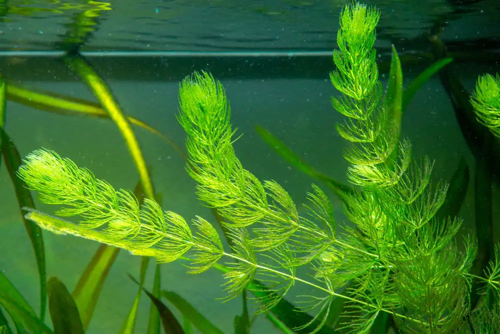 Best Plants For Betta Fish