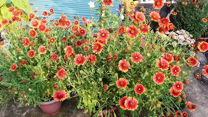 Best Plants For Full Sun