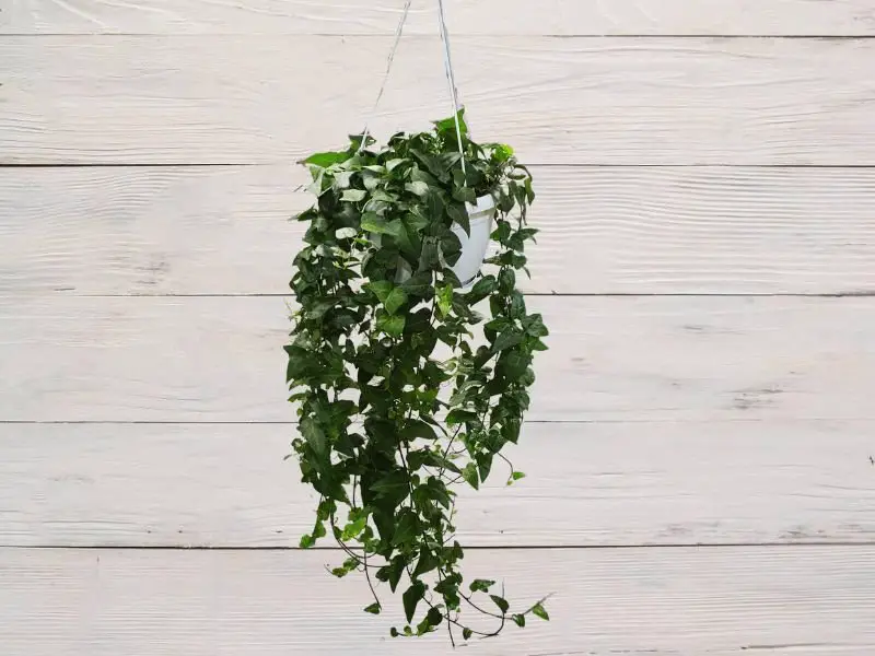 Low Light Hanging Plants