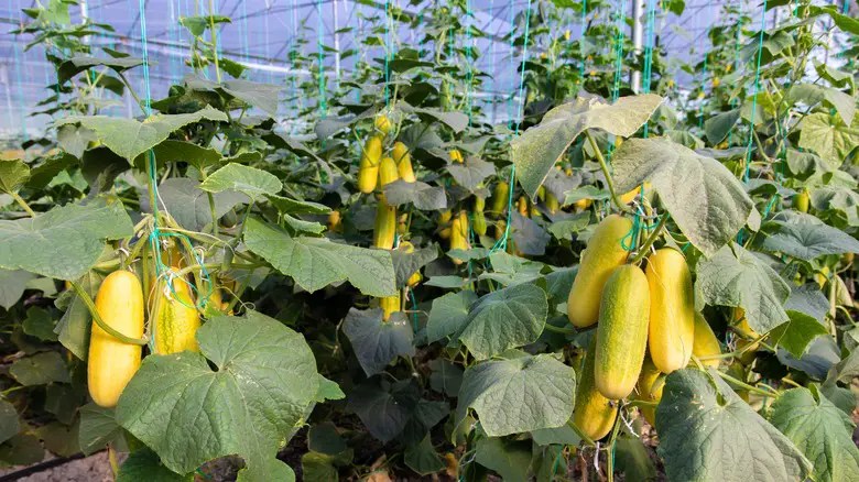 Bitter Cucumbers Solutions