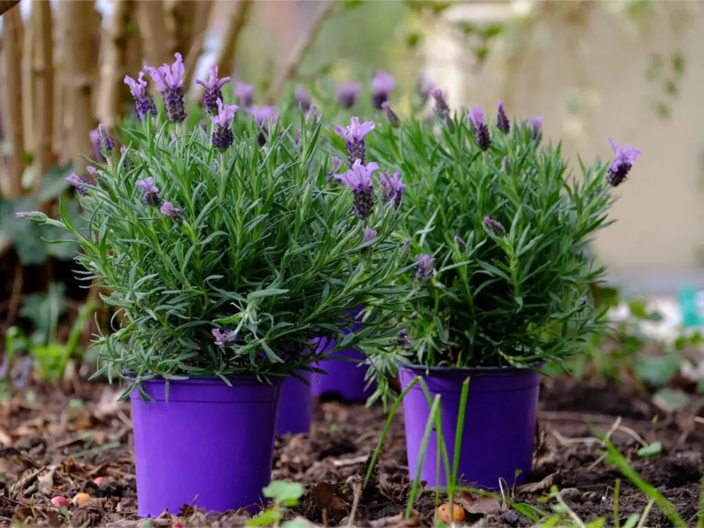 Plants To Keep Bugs Away