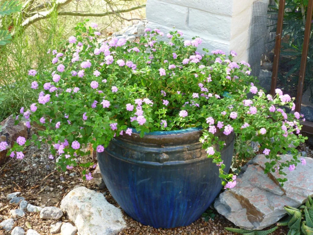 Best Plants For Full Sun