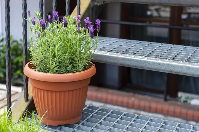Mosquito Repellent Plants For Your Garden