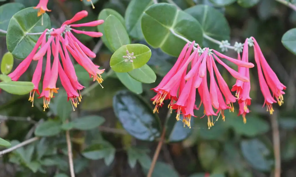 Potted Plants That Attract Hummingbirds