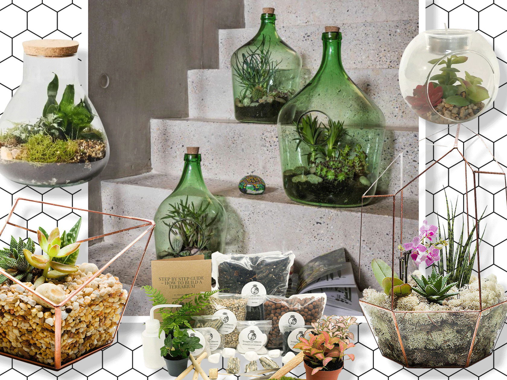 Best Plants for Terrariums