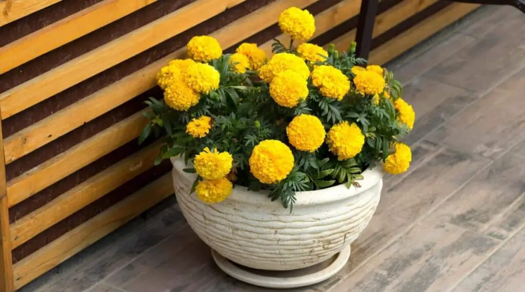 Plants to Keep Bugs Away