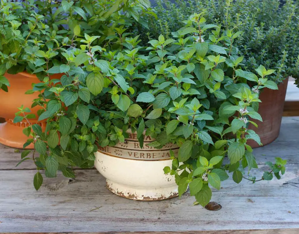 Mosquito Repellent Plants For Your Garden