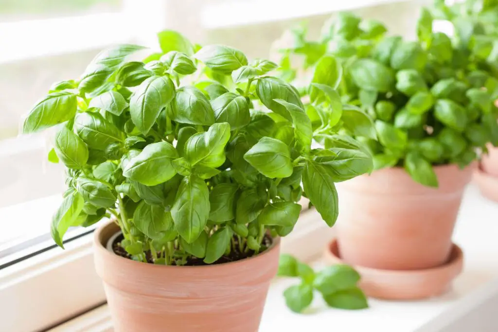 Plants to Keep Bugs Away