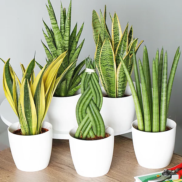 Table Top Plants
