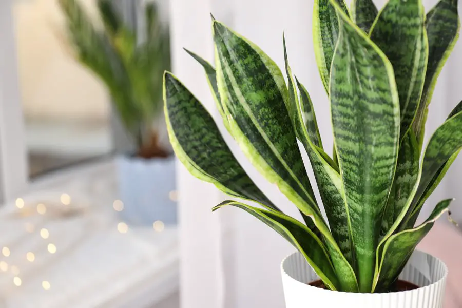Common Houseplants