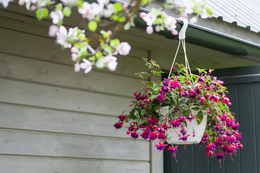 Best Plants For Shade