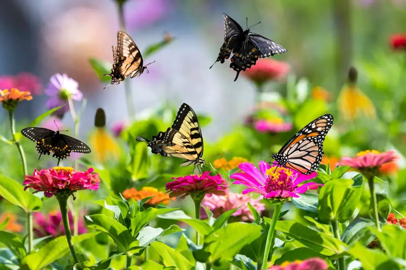 Top Butterfly-Attractive Plants & Flowers