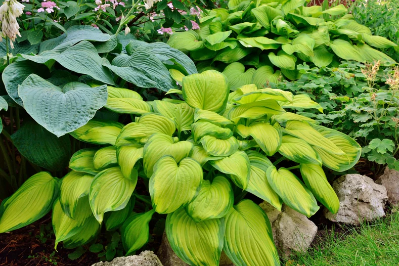 Low-Maintenance Plants For Front Of House