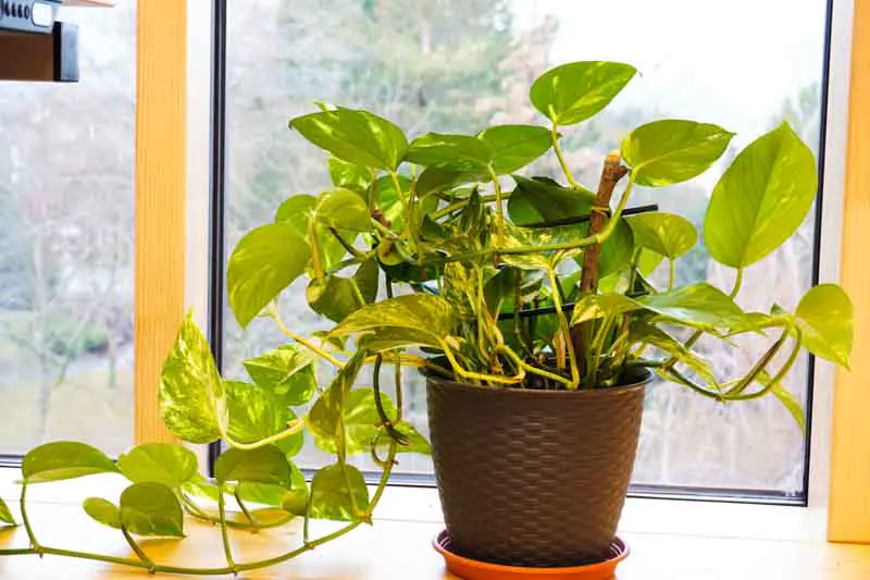 Best Plants for Your Office