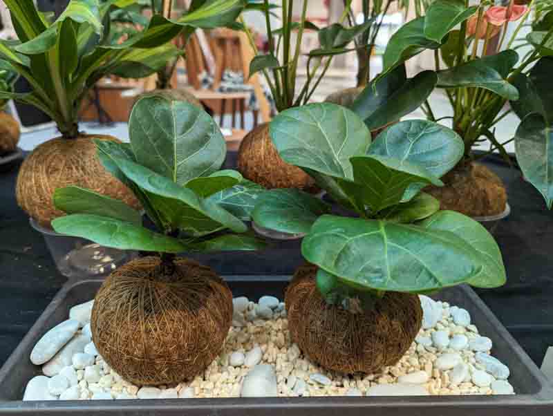 Faux Fiddle Leaf Fig Tree