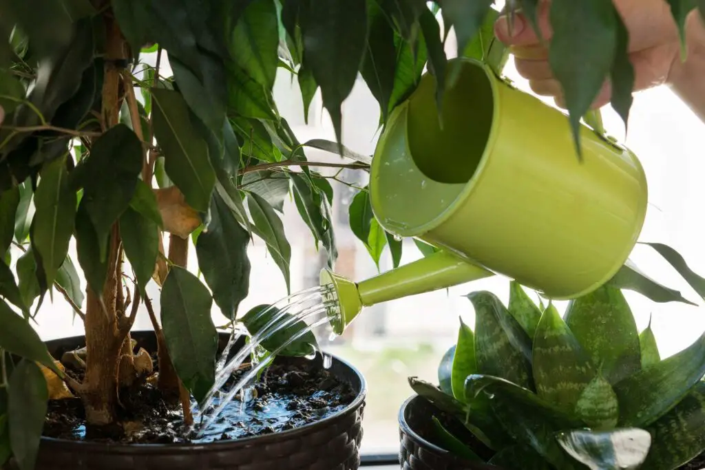 Stop Ants Nesting in Plant Pots