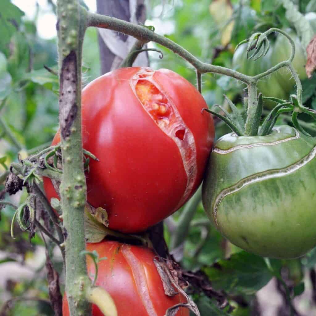Prevent Tomatoes From Splitting