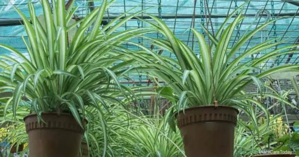 Low Light Hanging Plants