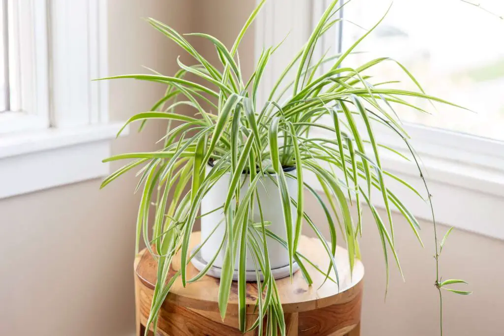 Best Plants for Your Office