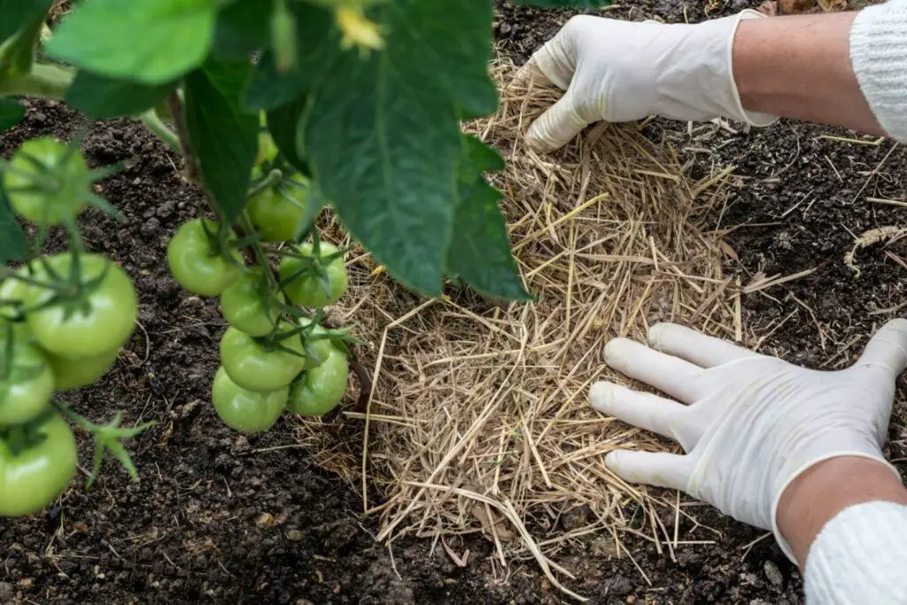 Prevent Tomatoes From Splitting