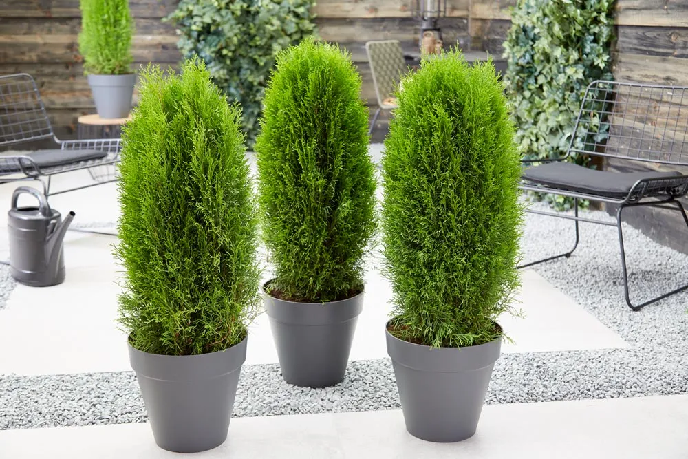 Best Plants For Privacy