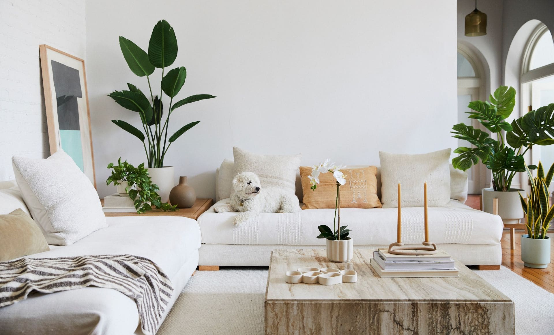 Best Plants for Your Living Room