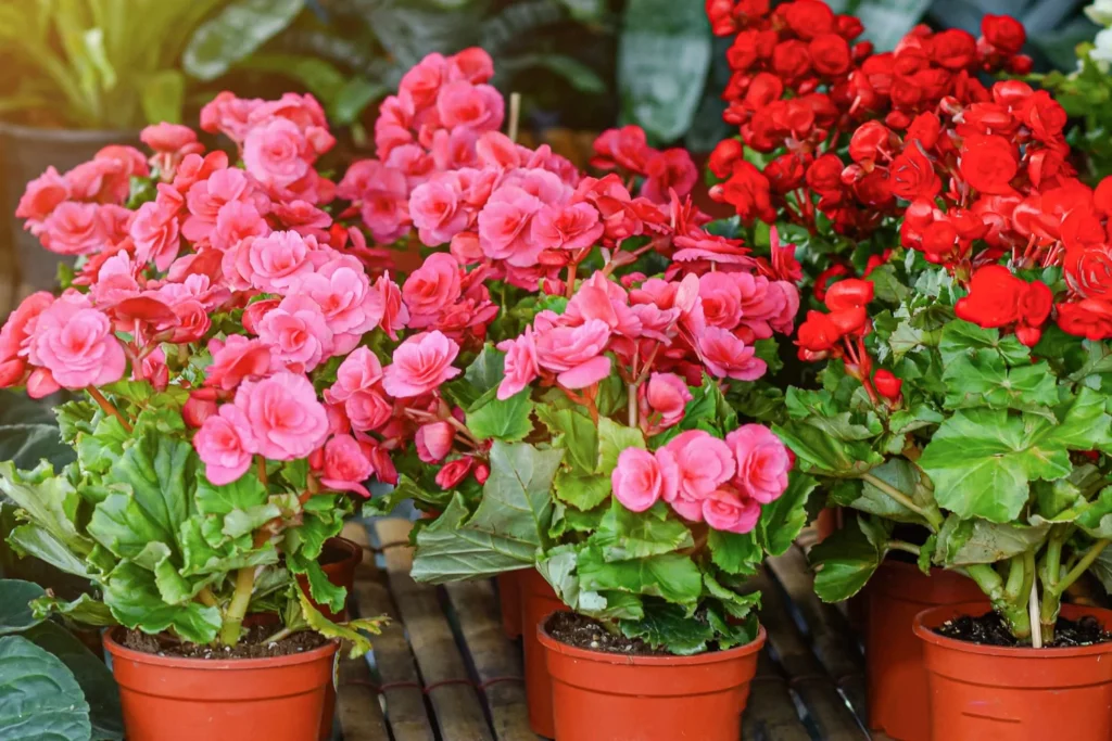 Potted Plants That Attract Hummingbirds